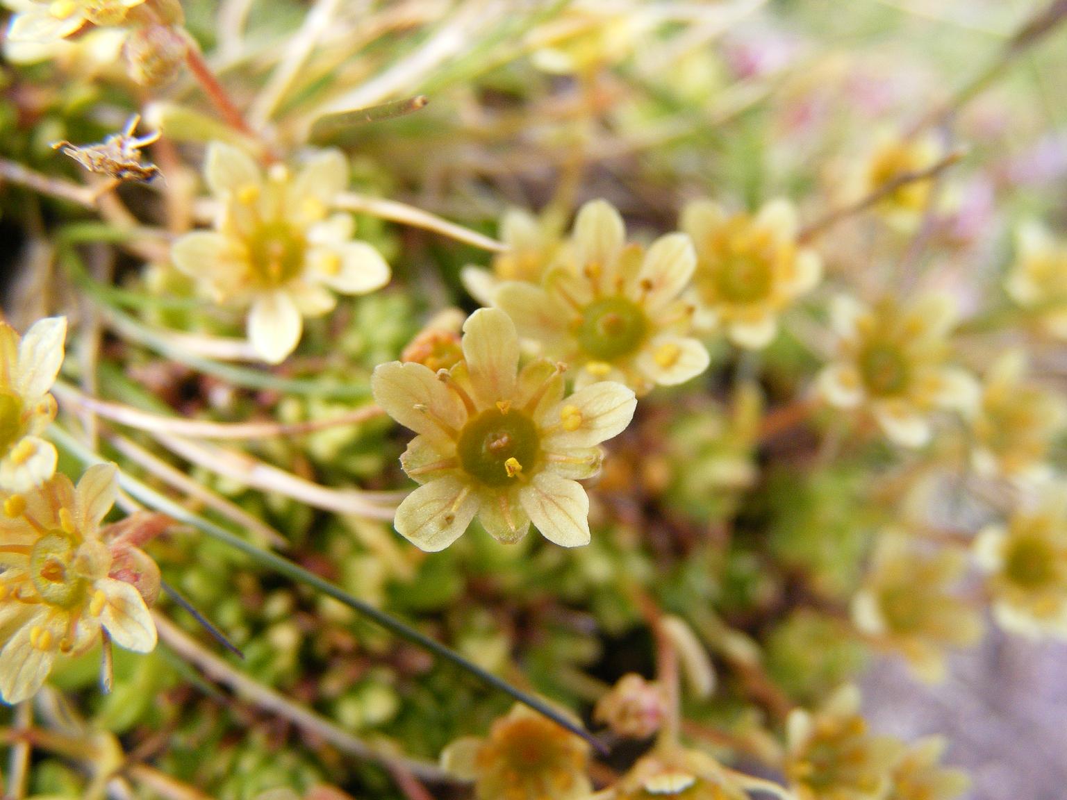 Saxifraga moschata Wulfen ???